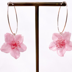 本物の桜 ソメイヨシノ 14kgfフープピアス /sakura pink 6枚目の画像