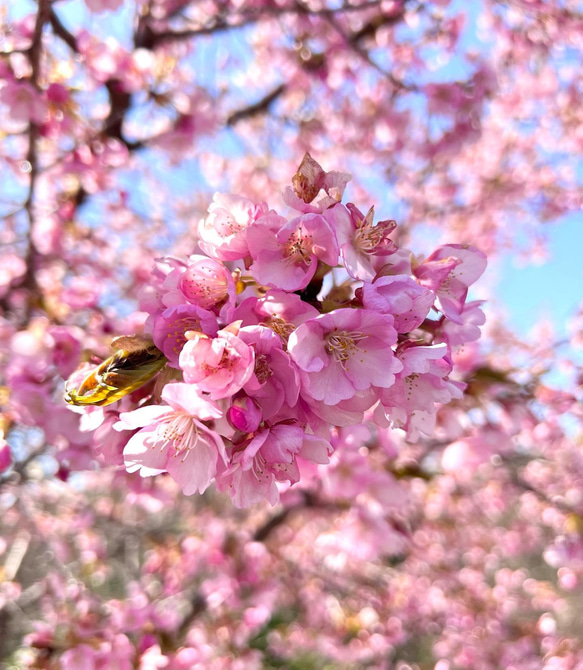 本物の桜 ソメイヨシノ 14kgfフープピアス /sakura pink 8枚目の画像