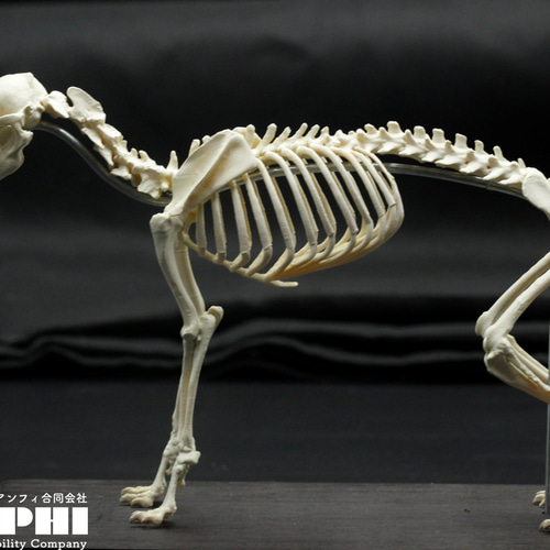 タヌキ 縮小全身骨格レプリカ 【20cm】 その他置物 アンフィ合同 タヌキ 縮小全身骨格レプリカ 【20cm】 その他置物 アンフィ合同