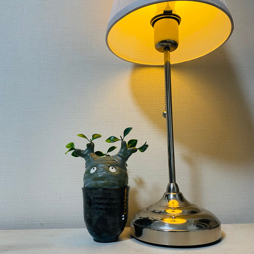 パキポン ① パキポディウム グラキリス コーデックス