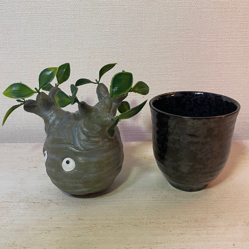 パキポディウム・グラキリス① パキポディウム グラキリス① – アぺロ・ヒュ―レ