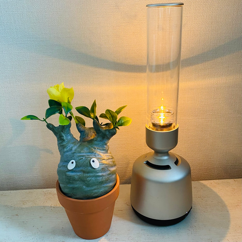 パキポン ②パキポディウム グラキリス コーデックス フィギュア