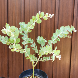 可愛い♪　パールアカシア　鉢植え　ミモザ苗　オージープランツ 4枚目の画像