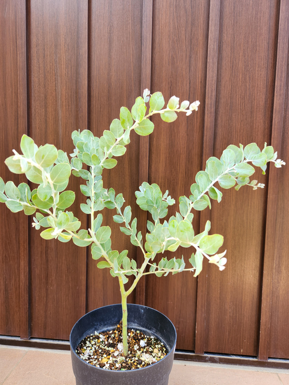 可愛い♪　パールアカシア　鉢植え　ミモザ苗　オージープランツ 4枚目の画像