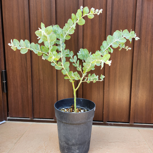 【返品送料無料】 鉢植え7 パールアカシア ミモザ オージープランツ（可愛い 苗 常緑樹