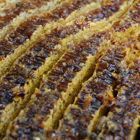 希少！『日本ミツバチの垂れ蜜』160ｇ ＆日本蜜蜂の巣みつ 90g【お買い得】 4枚目の画像