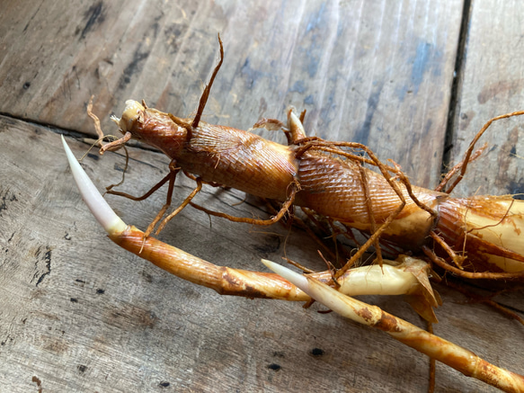 【入浴用・真菰蒸し用】天日乾燥 真菰(まこも)の根っこ100g 2枚目の画像