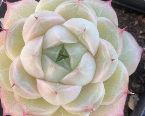 多肉植物 エケベリア 桜抹茶ラテ 抜き苗 b4d36ef94de36d802ad03f3a86e2bf
