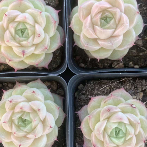 ツヤツヤ系 多肉植物 エケベリア 桜ミルクパフェ 4-5cm 抜き苗 1株