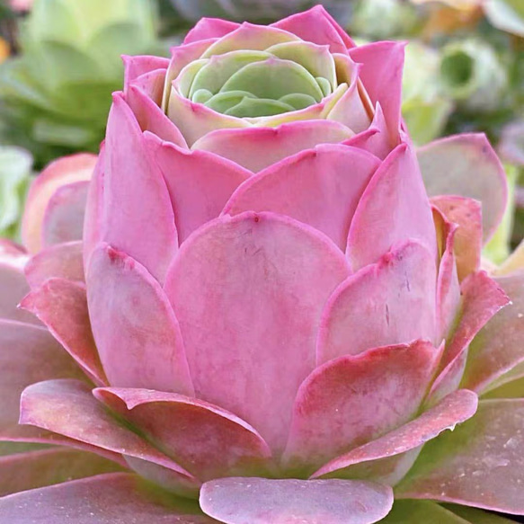 SALE❣️多肉植物 グリーノビア ピンクエルイエロ 抜き苗 1株