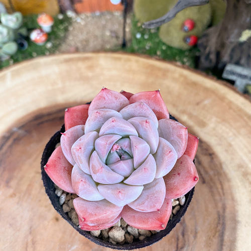 厳選美苗 ドリームスーツ 発根済み 多肉植物 寄せ植え 多肉弁当 多肉