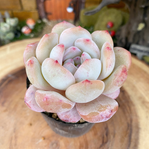 多肉植物　モンロー錦　抜き苗　訳あり 多肉植物 モンロー錦 抜き苗 訳あり 多肉植物 モンロー錦 抜き苗 訳