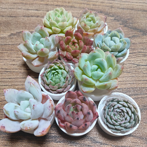 多肉植物 エケベリアセット5苗 多肉植物 韓国苗 エケベリア MIX100苗