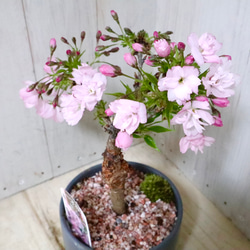 人気♡一才桜♡旭山♡お花見♡陶器鉢♡ 2枚目の画像