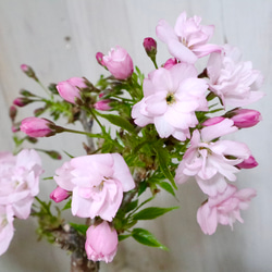 人気♡一才桜♡旭山♡お花見♡陶器鉢♡ 1枚目の画像