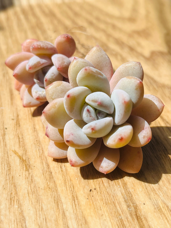 SALE!!多肉植物 エケベリア 韓国苗 星雪(送料込み) 多肉植物 kumori 