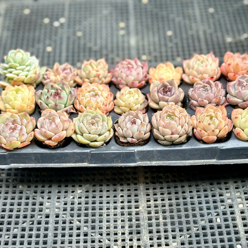 SALE】韓国プラグ苗21個セット エケベリア 寄せ植え 多肉植物 多肉植物