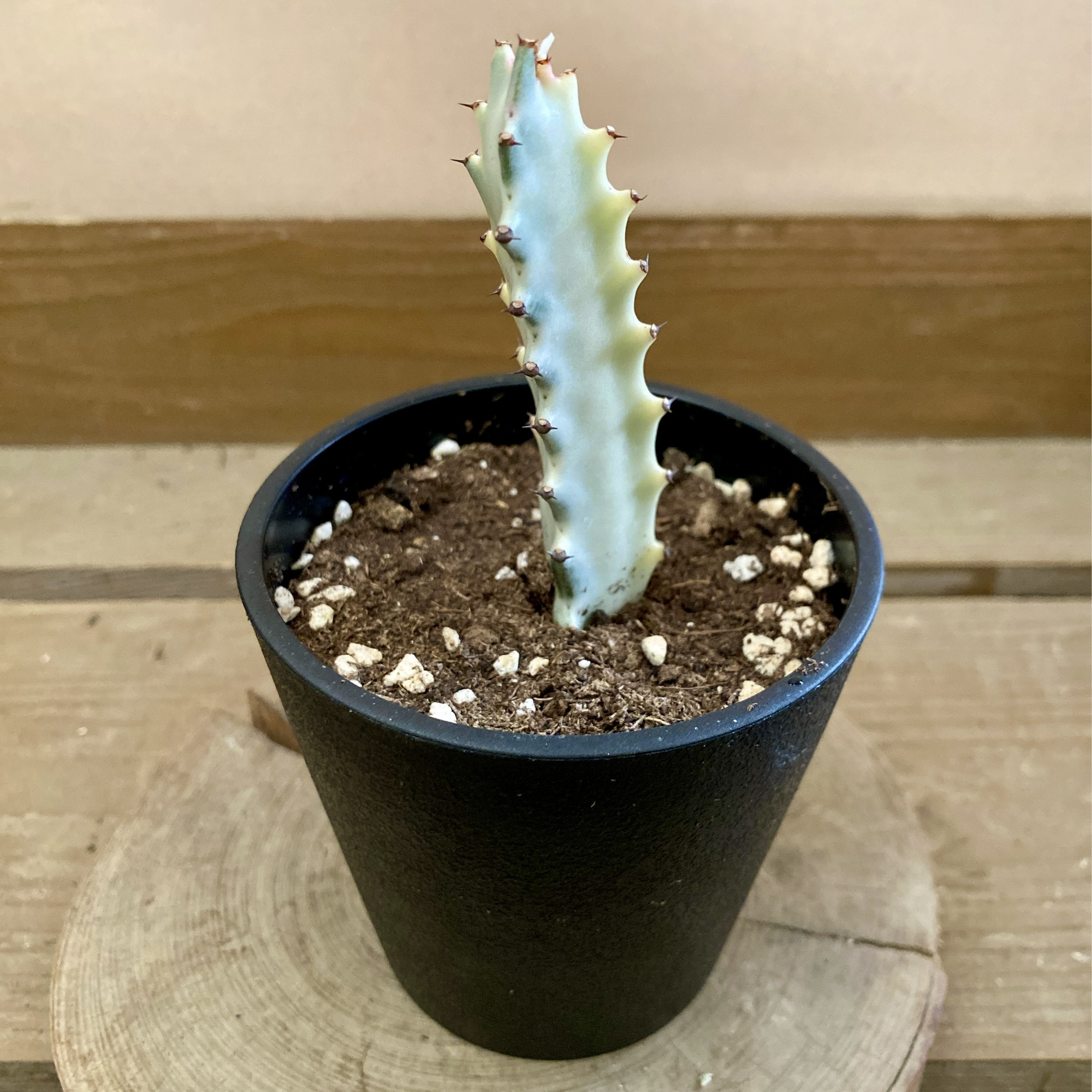 多肉植物】ユーフォルビア・ホワイトゴースト（4号深型スリット