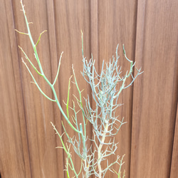 大きめ♪アカシア　レインディアワトル(トナカイのツノ)　鉢植え　オージープランツ苗　苗木 3枚目の画像