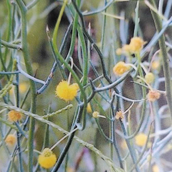 大きめ♪アカシア　レインディアワトル(トナカイのツノ)　鉢植え　オージープランツ苗　苗木 5枚目の画像