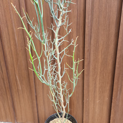 大きめ♪アカシア　レインディアワトル(トナカイのツノ)　鉢植え　オージープランツ苗　苗木 2枚目の画像