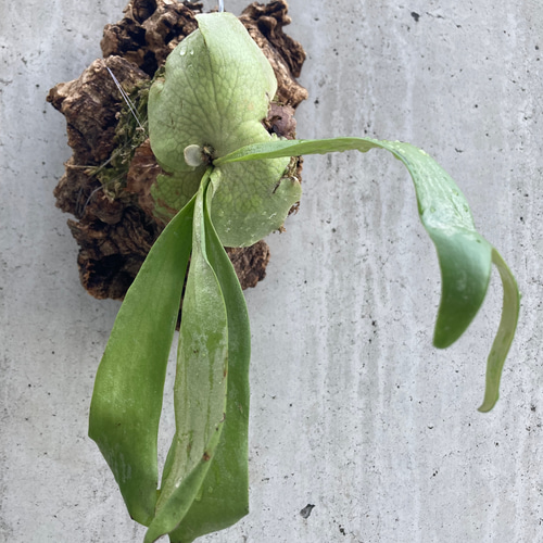 大型 ビカクシダ ウィリンキー コルク 板付け インテリア 巨大なビカクシダをかっこよく飾るコルク板付けとオリジナルスタンド