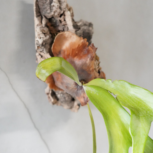 Playcerium willinckii ビカクシダ ウィリンキー コルク板付け Playcerium willinckii ビカクシダ ウィリンキー コルク板付け