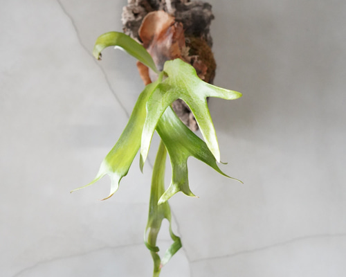 Playcerium willinckii ビカクシダ ウィリンキー コルク板付け