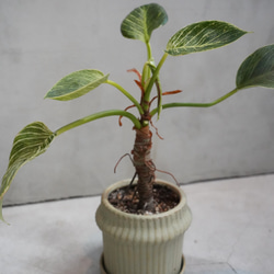 現品］10番 八丈島産 モンステラ デリシオーサ 幹上がり 7号