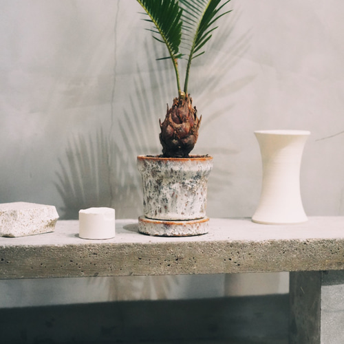 ソテツ　蘇鉄　蘇轍　南国風　夏！ 新作 南国風 育てやすい 蘇轍 アンティーク鉢 | PLANTS SHOP OLIVE