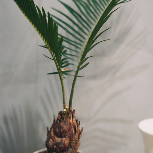 蘇鉄 ソテツ 鉢こみ 観葉植物 南国 その他インテリア雑貨 __@ 