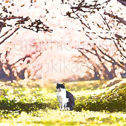 「櫻」猫の居る風景 1枚目の画像
