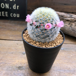 ピンク♡カルメナエ♡可愛い♡ふわふわサボテン♡ピンクのカルメナエ♡花付き♡マミラリア 8枚目の画像