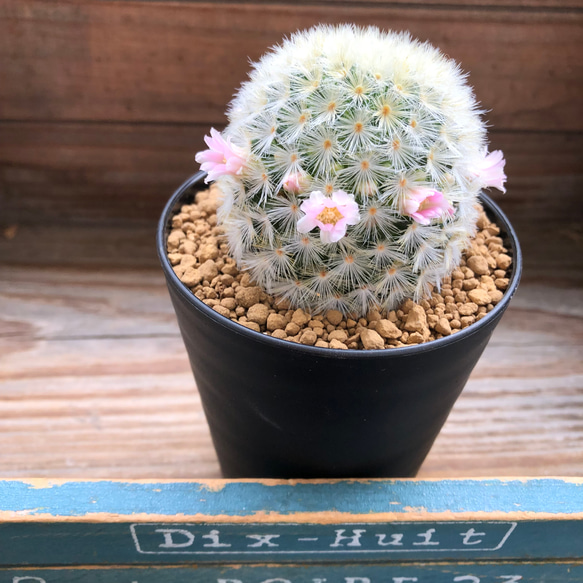 ピンク♡カルメナエ♡可愛い♡ふわふわサボテン♡ピンクのカルメナエ♡花付き♡マミラリア 2枚目の画像