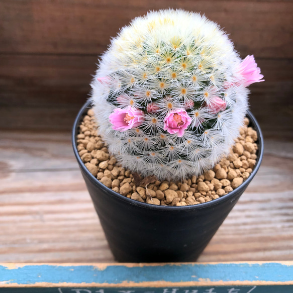 ピンク♡カルメナエ♡可愛い♡ふわふわサボテン♡ピンクのカルメナエ♡花付き♡マミラリア 5枚目の画像