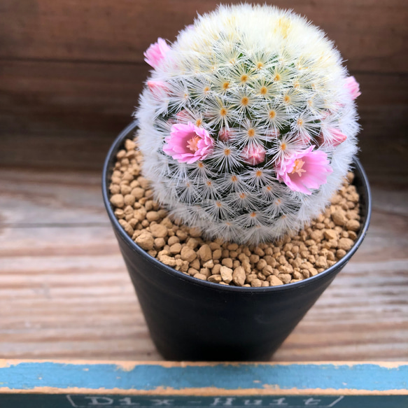 ピンク♡カルメナエ♡可愛い♡ふわふわサボテン♡ピンクのカルメナエ♡花付き♡マミラリア 1枚目の画像