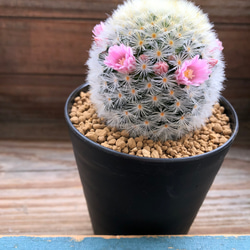 ピンク♡カルメナエ♡可愛い♡ふわふわサボテン♡ピンクのカルメナエ♡花付き♡マミラリア 9枚目の画像