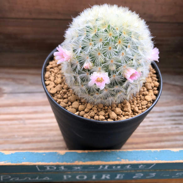 ピンク♡カルメナエ♡可愛い♡ふわふわサボテン♡ピンクのカルメナエ♡花付き♡マミラリア 7枚目の画像