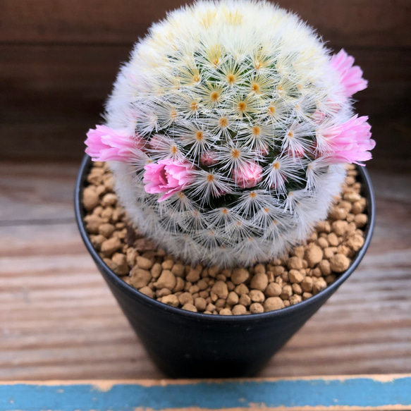 ピンク♡カルメナエ♡可愛い♡ふわふわサボテン♡ピンクのカルメナエ♡花付き♡マミラリア 13枚目の画像