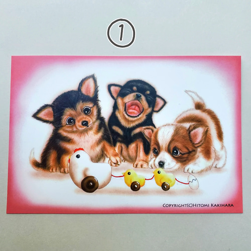 ヒトミ様柴犬②