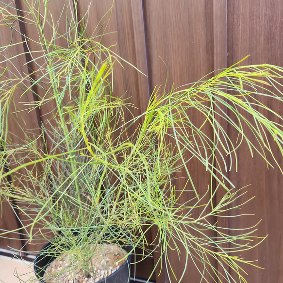 四季咲き♪　アカシアオールリーフワトル　ポット鉢植え   観葉植物　苗　苗木 4枚目の画像