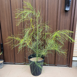 四季咲き♪　アカシアオールリーフワトル　ポット鉢植え   観葉植物　苗　苗木 2枚目の画像