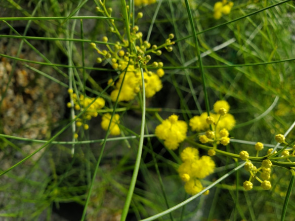 四季咲き♪　アカシアオールリーフワトル　ポット鉢植え   観葉植物　苗　苗木 1枚目の画像