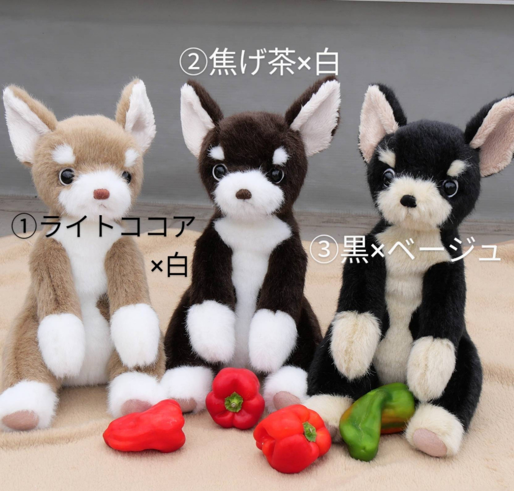 抱っこしたい３色のチワワ（2ヶ月以内発送）