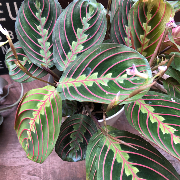 マランタ　ボスタス♡カラテア♡美しい自然の模様♡観葉植物 10枚目の画像