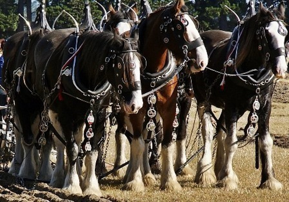 イギリス　王冠のホースブラス 5枚目の画像