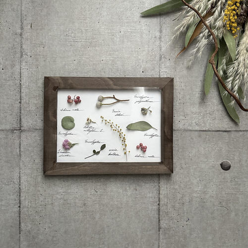 受注！再‥販！botanical specimen（植物標本）ホワイト ピンク ハー