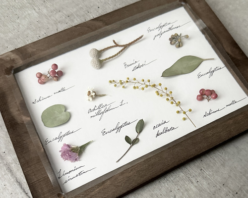 受注！再‥販！botanical specimen（植物標本）ホワイト ピンク
