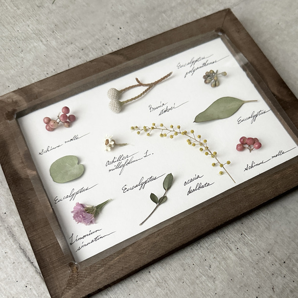 受注！再‥販！botanical specimen（植物標本）ホワイト ピンク