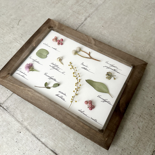 受注！再‥販！botanical specimen（植物標本）ホワイト ピンク ハー